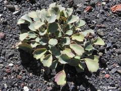 Pozoa coriacea