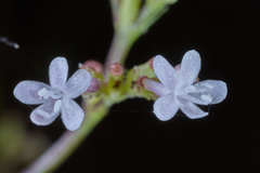 Valeriana urticifolia