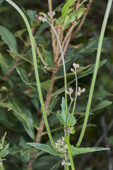 Valeriana urticifolia