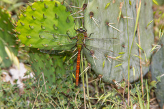 Anax longipes