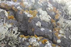 Protoparmeliopsis pinguis