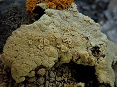 Protoparmeliopsis pinguis