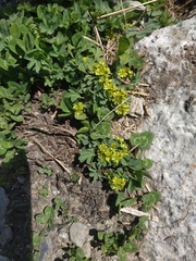 Sibbaldia parviflora