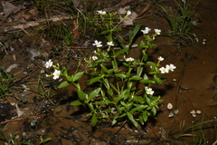Gratiola floridana