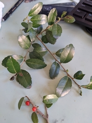 Ilex vomitoria image