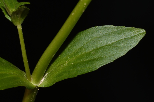 Image of Gratiola floridana by (c) Brian Finzel, some rights reserved (CC BY-SA)