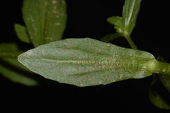 Gratiola floridana