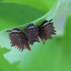 Parides photinus
