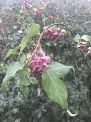 Leycesteria formosa