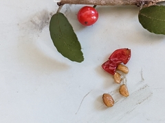 Ilex vomitoria image