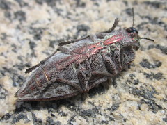 Ectinogonia buquetii