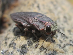 Ectinogonia buquetii