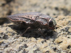 Ectinogonia buquetii