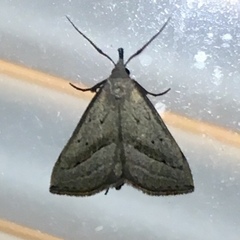 Macrochilo hypocritalis