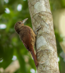 Dendrexetastes rufigula