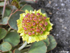 Pozoa coriacea