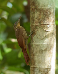 Xiphorhynchus pardalotus