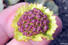 Pozoa coriacea