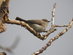 Phylloscopus sindianus lorenzii
