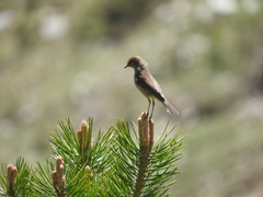 Phylloscopus sindianus lorenzii