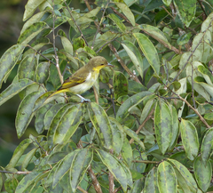 Hemithraupis flavicollis