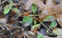 Phytomyza crassiseta