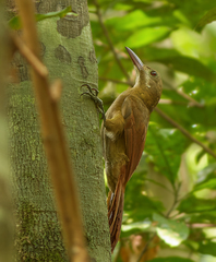 Hylexetastes perrotii