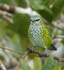 Ixothraupis punctata