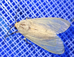 Pareuchaetes pseudoinsulata