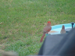 Cardinalis cardinalis
