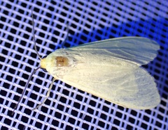 Pareuchaetes pseudoinsulata