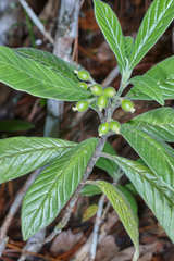 Psychotria jinotegensis image