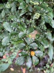 Psychotria parvifolia