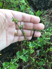 Corchorus siliquosus