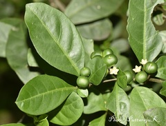 Rauvolfia tetraphylla