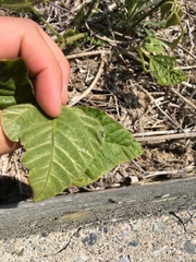 Eugnathus distinctus