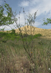 Astragalus brachylobus