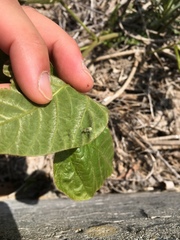 Eugnathus distinctus