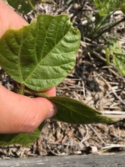 Eugnathus distinctus