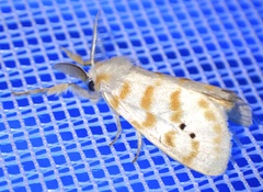Lacipa gemmata