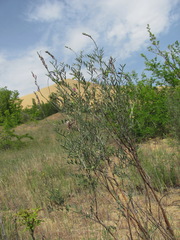 Astragalus brachylobus