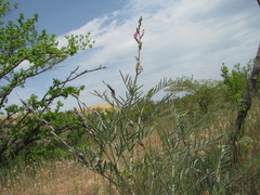 Astragalus brachylobus