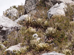 Espeletia conglomerata