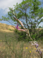 Astragalus brachylobus