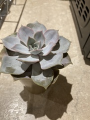 Echeveria lilacina