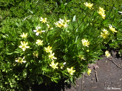 Ranunculus peduncularis