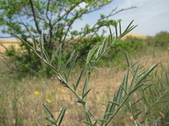 Astragalus brachylobus