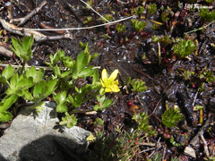 Ranunculus peduncularis