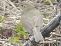 Phylloscopus collybita abietinus
