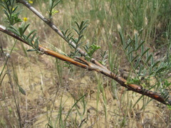 Astragalus brachylobus